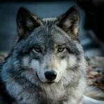 Wolfman36
